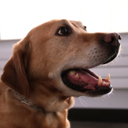 Zilly the therapy dog