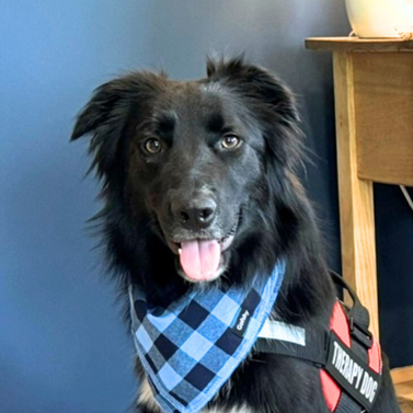 Trooper the therapy dog