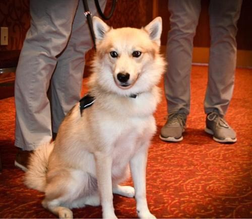 Chase Therapy K9