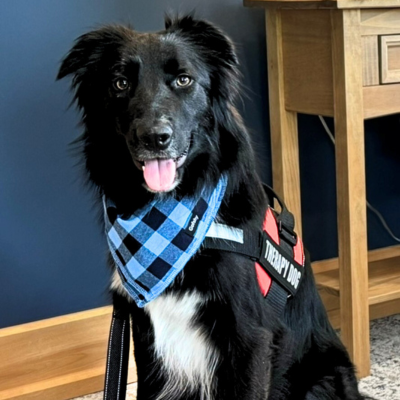 Trooper, the official therapy dog of the Illinois Law Enforcement Training and Standards Board. Border Collie mix wearing a blue bandanna and a therapy dog harness