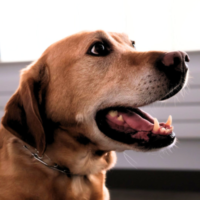 Zilly is a Therapy Dog with Cook County Sheriffs Office Tails of Redemption. A lab mix.