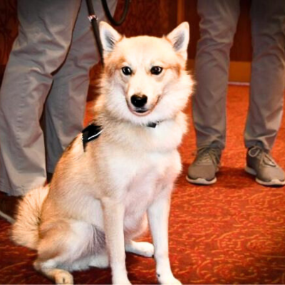 Chase is the official therapy dog of the Southern Illinois University Edwardsville Police Department.